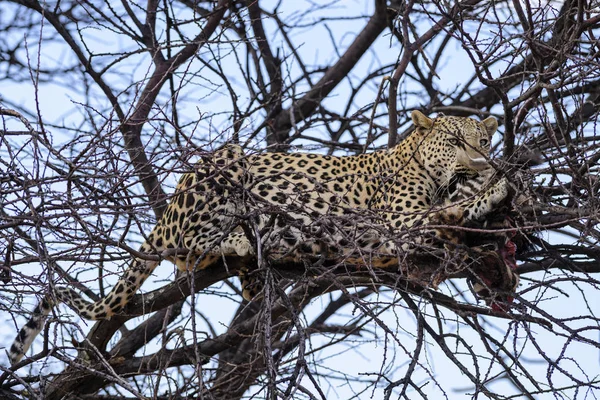 Leopardo Panthera Pardus Hermoso Carnívoro Icónico Arbustos Africanos Sabanas Bosques —  Fotos de Stock