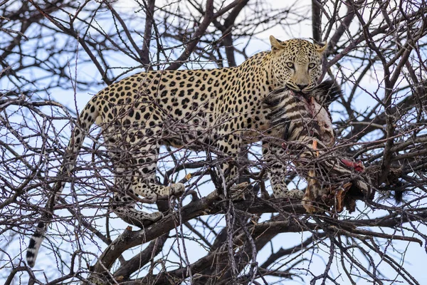 ヒョウ パンテラパルドゥス アフリカの茂み サバンナや森林からの美しい象徴的な肉食動物 エトシャ国立公園 ナミビア — ストック写真