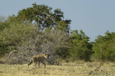 Benekli Sırtlan - Crocuta crocuta, Etosha Milli Parkı, Namibya güçlü Afrika etobur resmi. 