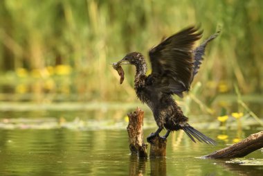 Pigme Karabatak - Microcarbo pygmaeus, Avrupa bataklıkve tatlı sulardan güzel su kuşu, Hortobagy Milli Parkı, Macaristan.