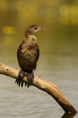 Pigme Karabatak - Microcarbo pygmaeus, Avrupa bataklıkve tatlı sulardan güzel su kuşu, Hortobagy Milli Parkı, Macaristan.