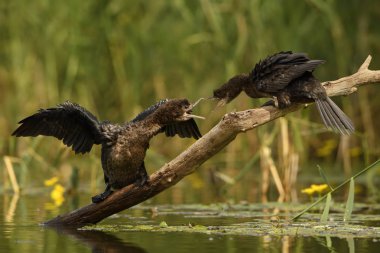 Pigme Karabatak - Microcarbo pygmaeus, Avrupa bataklıkve tatlı sulardan güzel su kuşu, Hortobagy Milli Parkı, Macaristan.