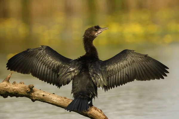 Pygmy Cormorant Microcarbo Pygmaeus Beautiful Water Bird European Swamps Fresh — Stock Photo, Image