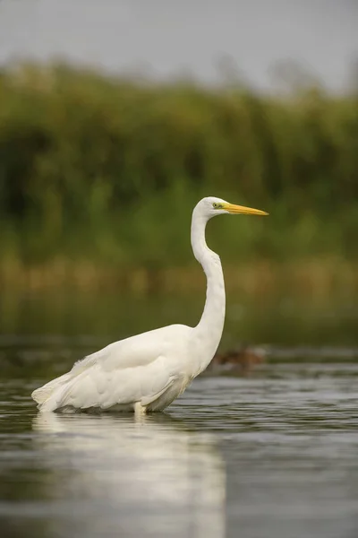 Great White Egret Ardea Alba Beautiful Large Egret European Fresh — Stock Photo, Image