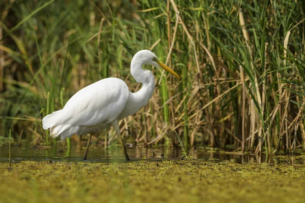 Great White Egret Ardea Alba Beautiful Large Egret European Fresh — Stock Photo, Image