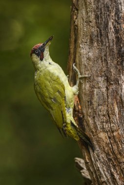 Avrasya Yeşil ağaçkakan - Picus viridis, Avrupa ormanları ve woodlands güzel yeşil utangaç ağaçkakan.