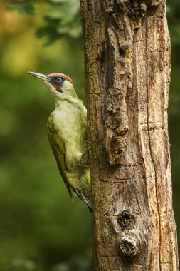 Avrasya Yeşil ağaçkakan - Picus viridis, Avrupa ormanları ve woodlands güzel yeşil utangaç ağaçkakan.