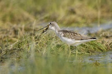 Common Greenshank - Tringa nebularia, Avrupa bataklıkları ve tatlı sularında yaygın kıyı suyu kuşu, Hortobagy Milli Parkı, Macaristan.