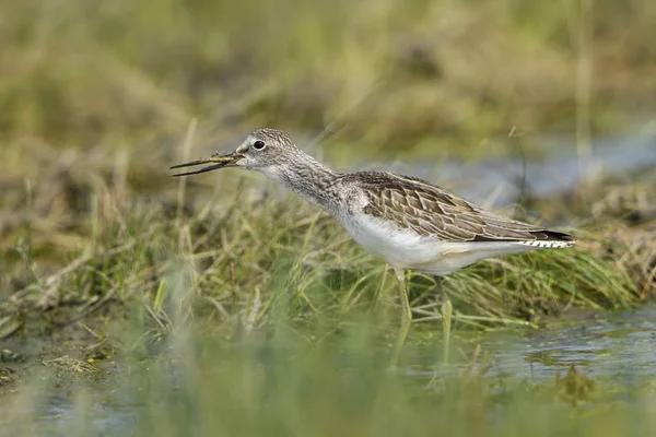 Common Greenshank Туманность Тринга Береговая Водоплавающая Птица Распространённая Европейских Болотах — стоковое фото