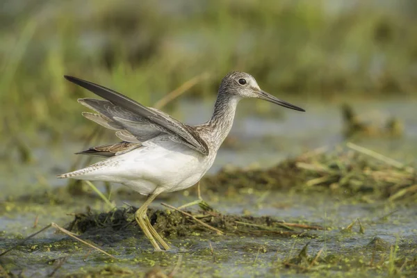 Common Greenshank Tringa Nebularia Shore Water Bird Common European Swamps — Stock Photo, Image