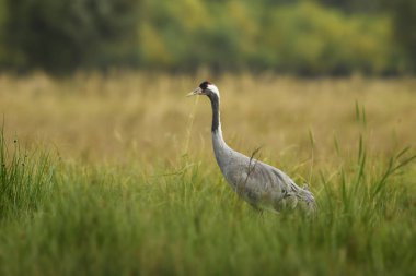 Ortak vinç-Grus Grus, Euroasian tarlaları ve çayırları, Hortobagy Milli Parkı, Macaristan güzel büyük kuş.