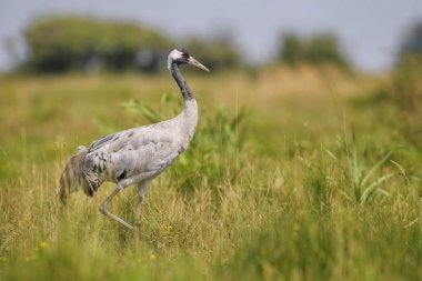 Ortak vinç-Grus Grus, Euroasian tarlaları ve çayırları, Hortobagy Milli Parkı, Macaristan güzel büyük kuş.