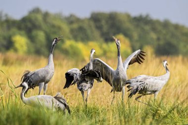 Ortak vinç-Grus Grus, Euroasian tarlaları ve çayırları, Hortobagy Milli Parkı, Macaristan güzel büyük kuş.