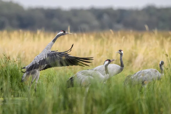 Grue Commune Grus Grus Beau Grand Oiseau Des Prairies Des — Photo