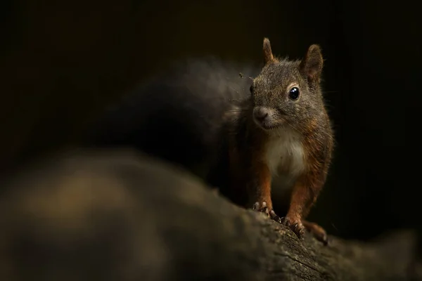 Écureuil Roux Eurasie Sciurus Vulgaris Beau Petit Mammifère Populaire Des — Photo