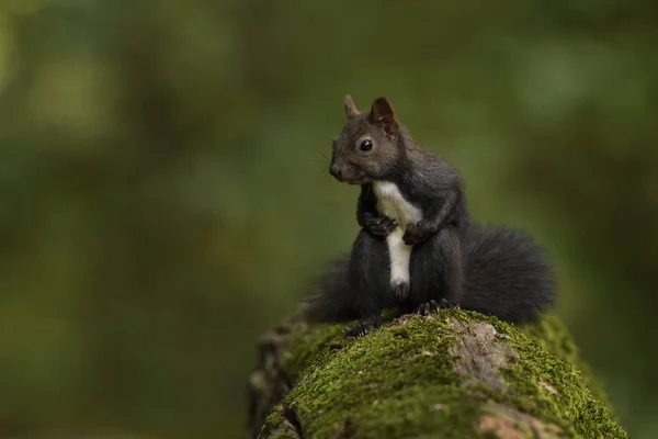 Écureuil Roux Eurasie Sciurus Vulgaris Beau Petit Mammifère Populaire Des — Photo