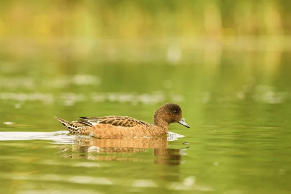 Eurasian Wigeon Anas Penelope Hermoso Pato Pequeño Raro Aguas Dulces — Foto de Stock