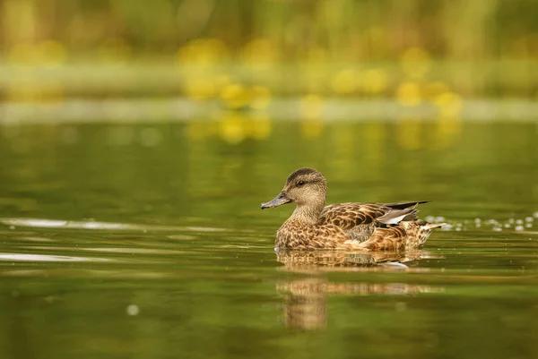 Teal Alas Verdes Anas Crecca Hermoso Pato Colorido Aguas Dulces — Foto de Stock