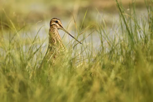 スナイプ ガリナゴガリナゴ ヨーロッパの湿地や沼地から長いくちばしを持つ美しい恥ずかしがり屋の鳥 ホルトバギー国立公園 ハンガリー — ストック写真