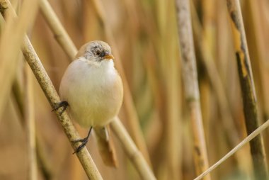 Bearded Tit - Panurus biarmicus, beautiful small perching bird from European reeds, Hortobagy National Park, Hungary.