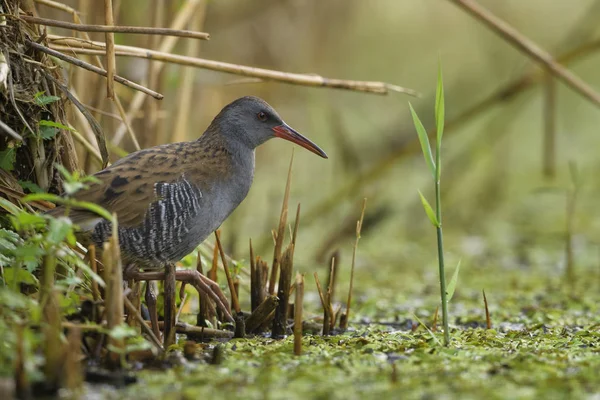 Water Rail Rallus Aquaticus Rare Shy Bird European Reeds Wetlands — Stock Photo, Image