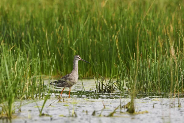 Spotted Redshank Tringa Erythropus Beautiful Wader Form European Wetlands Hortobagy — Stock Photo, Image