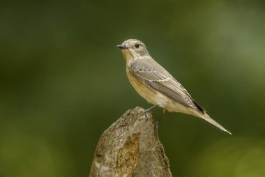 Benekli Sinekkapan - Muscicapa striata, Avrupa ormanlarından utangaç küçük tünemiş kuş, Hortobagy Milli Parkı, Macaristan.
