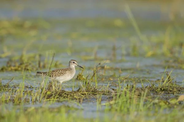 Wood Sandpiper Tringa Glareola Kleine Verlegen Steltloper Uit Europese Wetlands — Stockfoto