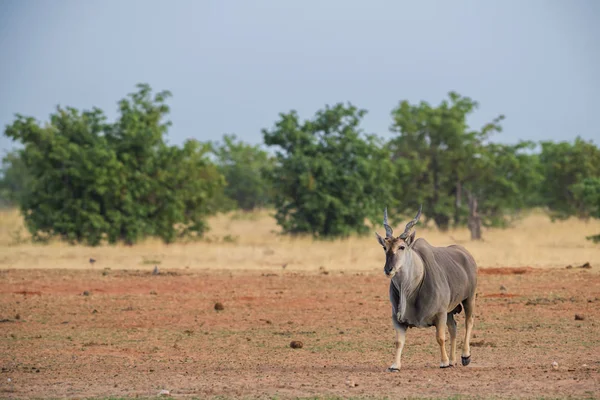 Eland Commun Taurotragus Oryx Grande Antilope Rare Des Buissons Africains — Photo