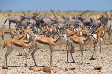 Springbok - Antidorcas marsupialis, Güney Afrika çalılar ve ovaları, etkin Milli Parkı, Namibya üzerinden güzel ikonik antelop.