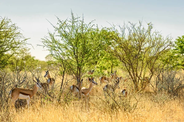 Springbok Antidorcas Marsupialis Hermoso Antílope Icónico Arbustos Llanuras Del Sur — Foto de Stock