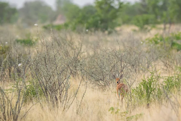 Steenbok Raphicerus Campestris Pequeno Tímido Antílope Bonito Savana Africana Arbustos — Fotografia de Stock