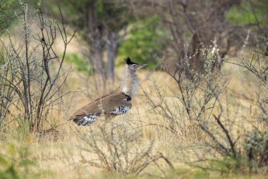 Kori Bustard - Ardeotis kori, Afrika savanalarından büyük yer kuşu, Etosha Ulusal Parkı, Namibya.