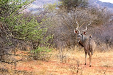 Büyük Kudu - Tragelaphus strepsiceros, Afrika savanalarından büyük çizgili antilop, Etosha Ulusal Parkı, Namibya