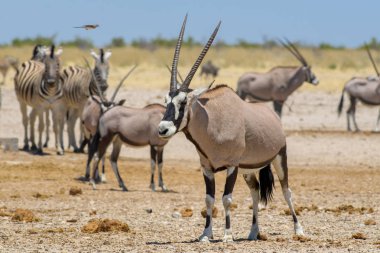 Güney Afrika Oryx - Oryx gazella gazella, Etosha Milli Parkı, Namibya güzel ikonik antilop.