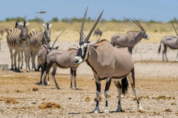 Güney Afrika Oryx - Oryx gazella gazella, Etosha Milli Parkı, Namibya güzel ikonik antilop.