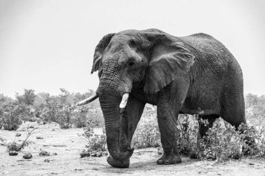 Afrika Bush Elephant - Loxodonta africana, Afrika büyük beş ikonik üyesi, Safari Etosha, Namibya.