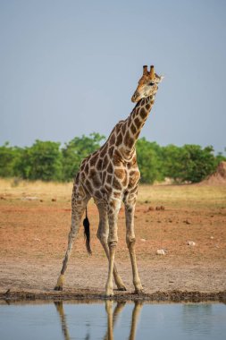 Zürafa-Giraffa Giraffa, Etosha Milli Parkı 'nda Safari, Namibya, Afrika. Afrikalı büyük beş sevimli üyesi.