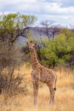 Zürafa-Giraffa Giraffa, Etosha Milli Parkı 'nda Safari, Namibya, Afrika. Afrikalı büyük beş sevimli üyesi.