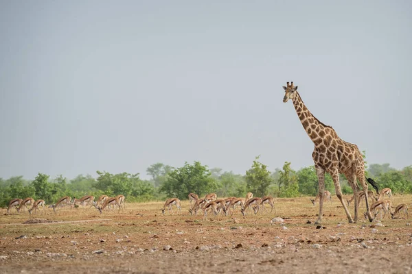 Girafa Girafa Girafa Safari Parque Nacional Etosha Namíbia África Bonito — Fotografia de Stock