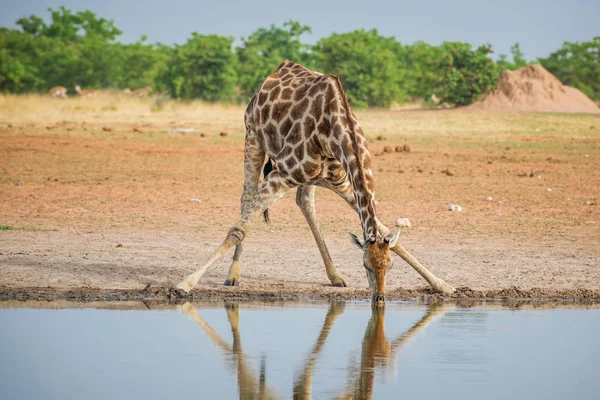 Zürafa-Giraffa Giraffa, Etosha Milli Parkı 'nda Safari, Namibya, Afrika. Afrikalı büyük beş sevimli üyesi.