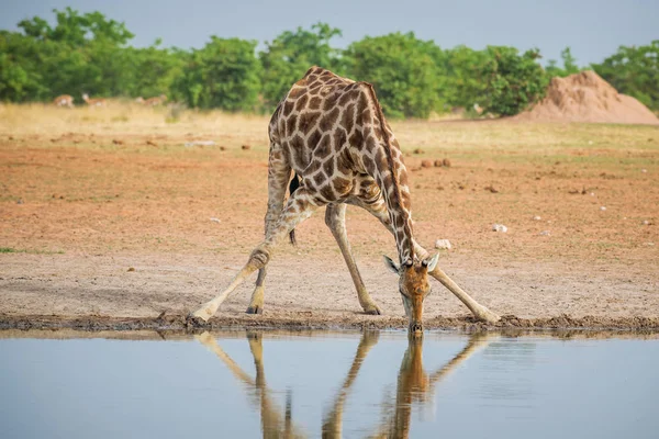 Giraffe Giraffa Giraffa Safari Etosha National Park Namibia Africa Cute — Stock Photo, Image