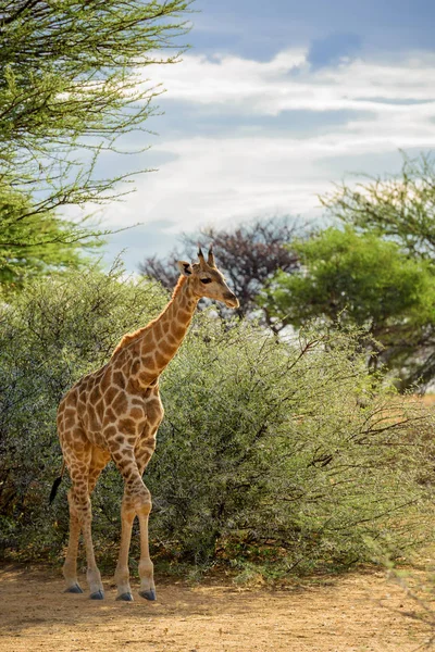 Жираф Жираф Сафари Национальном Парке Этоша Намибия Африка Симпатичный Член — стоковое фото