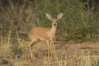 Steenbok - Raphicerus campestris, small shy beautiful antelope from African savannah and bushes, Etosha National Park, Namibia. clipart