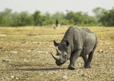 Siyah Gergedan - Diceros bicornis, ikonik Afrika memelisi, büyük beş kritik tehlike altındaki üyesi. Etosha Ulusal Parkı, Namibya.