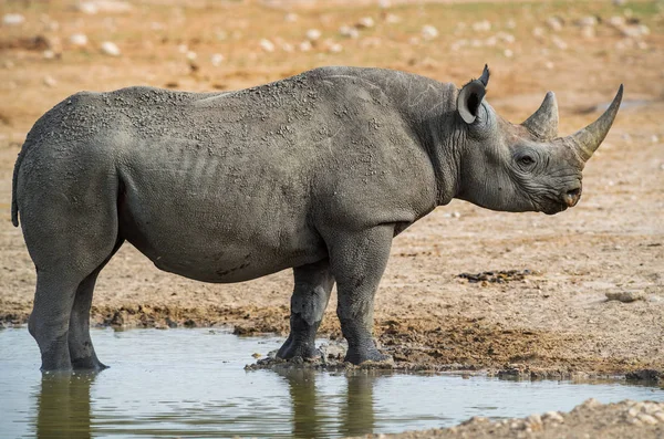 코뿔소 디시로스 상징적 아프리카 포유동물 심각하게 위기에 에토샤 국립공원 나미비아 — 스톡 사진