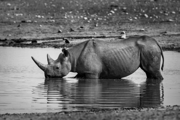 코뿔소 디시로스 상징적 아프리카 포유동물 심각하게 위기에 에토샤 국립공원 나미비아 — 스톡 사진