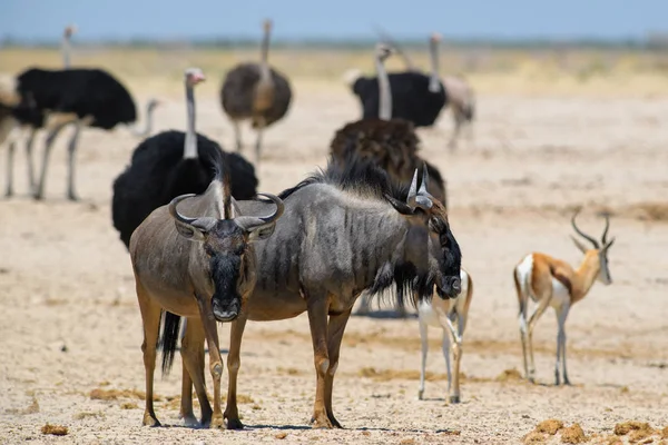 Közönséges Wildebeest Connochaetes Taurinus Meghatározatlan Antilop Afrikai Szavannák Füves Területek — Stock Fotó