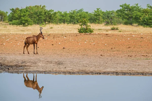 Red Hartebeest Alcelaphus Caama Afrika Savanalarından Büyük Güzel Antilop Etosha — Stok fotoğraf