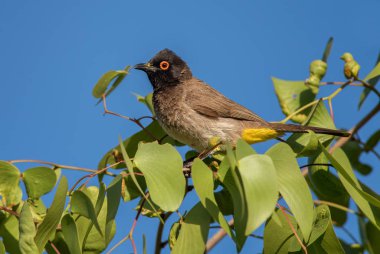 Siyah önlü Bülbül - Pycnonotus nigricans, Afrika çalıları ve savanalarından güzel tünemiş kuş, Namibya.